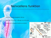 /album/nervsystemet/a6-nervsystemet-012-jpeg/